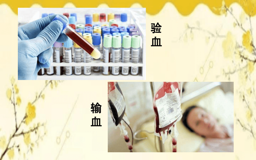 北师大版生物学七年级下册  第9章  人体内的物质运输第1节  血液-课件（共24张PPT）