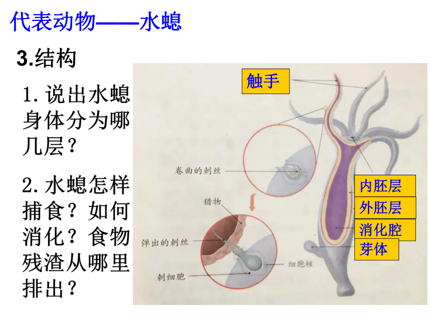 5.1.1腔肠动物和扁形动物 课件(共48张PPT)2021--2022学年人教版生物八年级上册