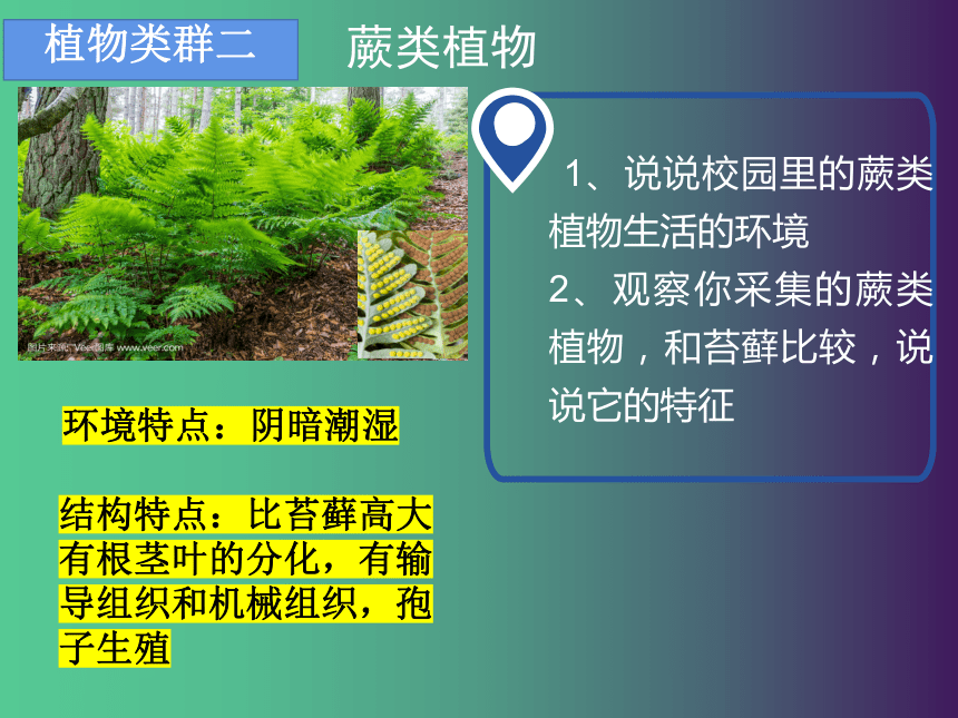 7.22.3 植物的主要类群（第1课时）课件(共22张PPT)2022-2023学年北师大版生物八年级下册