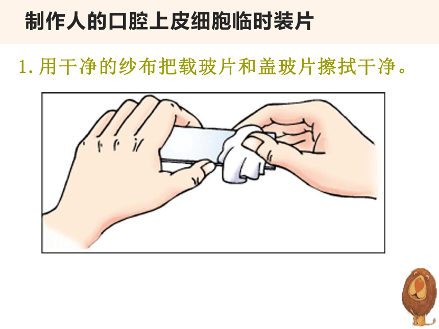 2.1.3 动物细胞  课件(共29张PPT)2022-2023学年人教版生物七年级上册