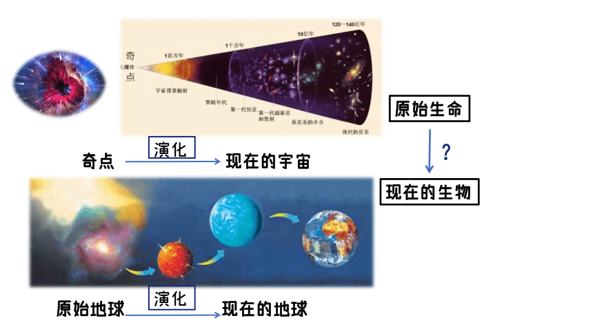 2.3 生物进化课件（20张PPT)