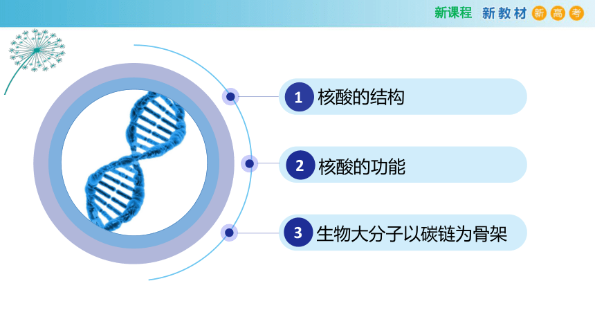 2.5核酸是遗传信息的携带者（2课时）(课件共22张PPT)