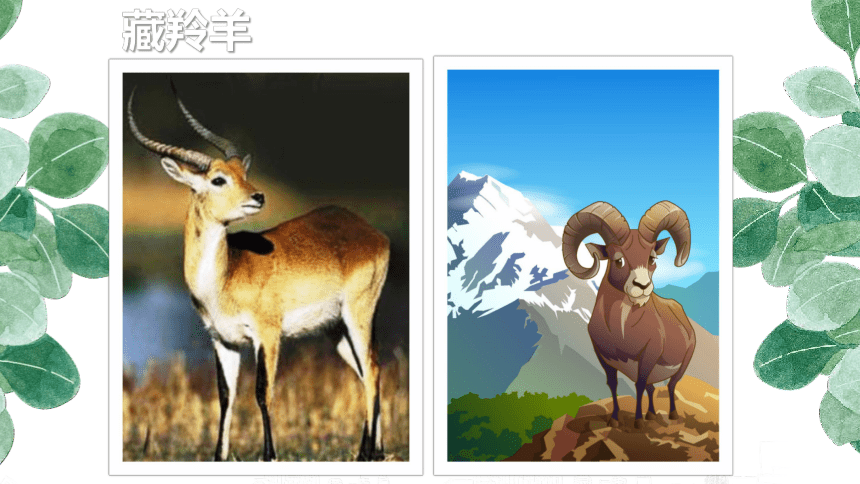 人教版 三年级美术下册 第19课 保护珍稀野生动物  课件（34张PPT）