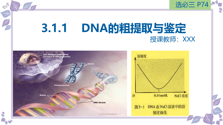 3.1.1DNA的粗提取与鉴定-(共21张PPT)课件人教版选择性必修三