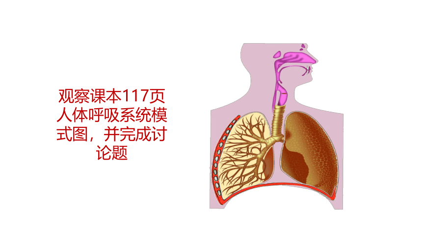 第3单元第7章第2节《人体的呼吸》课件(共24张PPT)