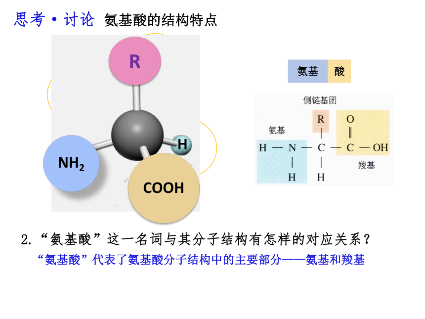 2.4蛋白质是生命活动的主要承担者课件(共36张PPT)-人教版必修1