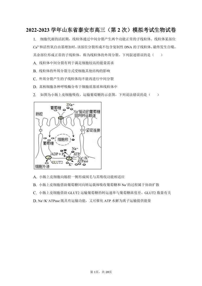 2022-2023学年山东省泰安市高三（第2次）模拟考试生物试卷-普通用卷（Word版含答案解析）