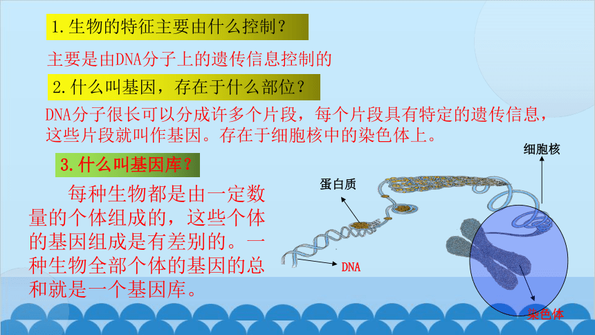 人教版生物八年级上册 第六单元第二章认识生物的多样性课件(共21张PPT)