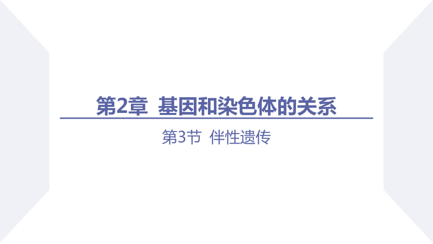 2.3 伴性遗传 课件(共40张PPT) 2023-2024学年高一生物人教版（2019）必修第二册