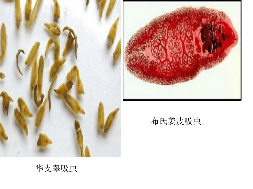 通用版高二综合实践 千姿百态的生物-动物 课件（50ppt）