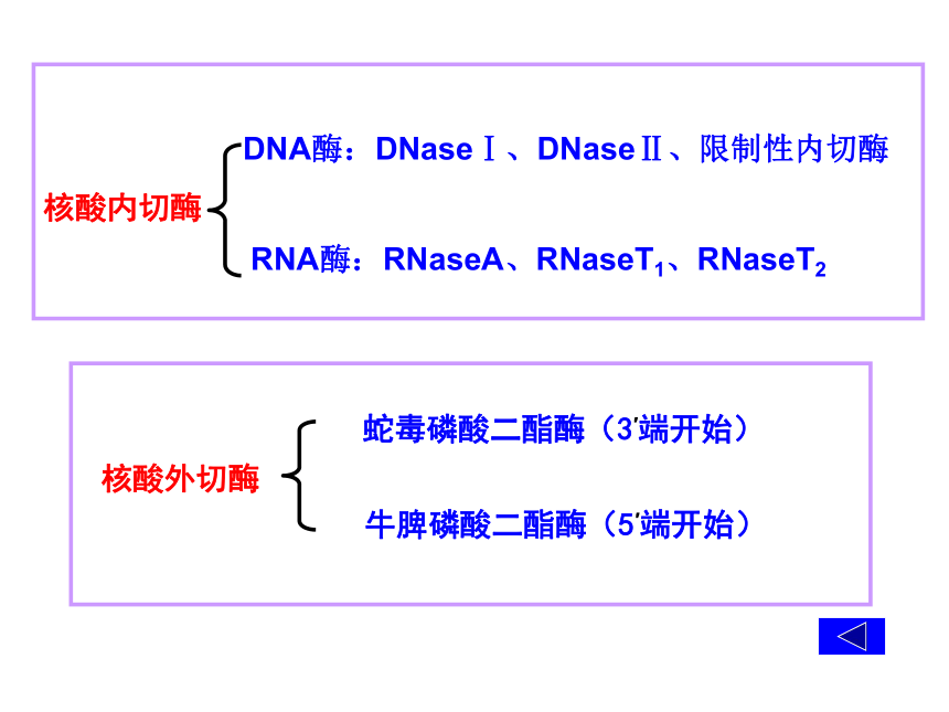 2020-2021学年高中生物竞赛核酸的降解核苷酸代谢课件(87PPT)