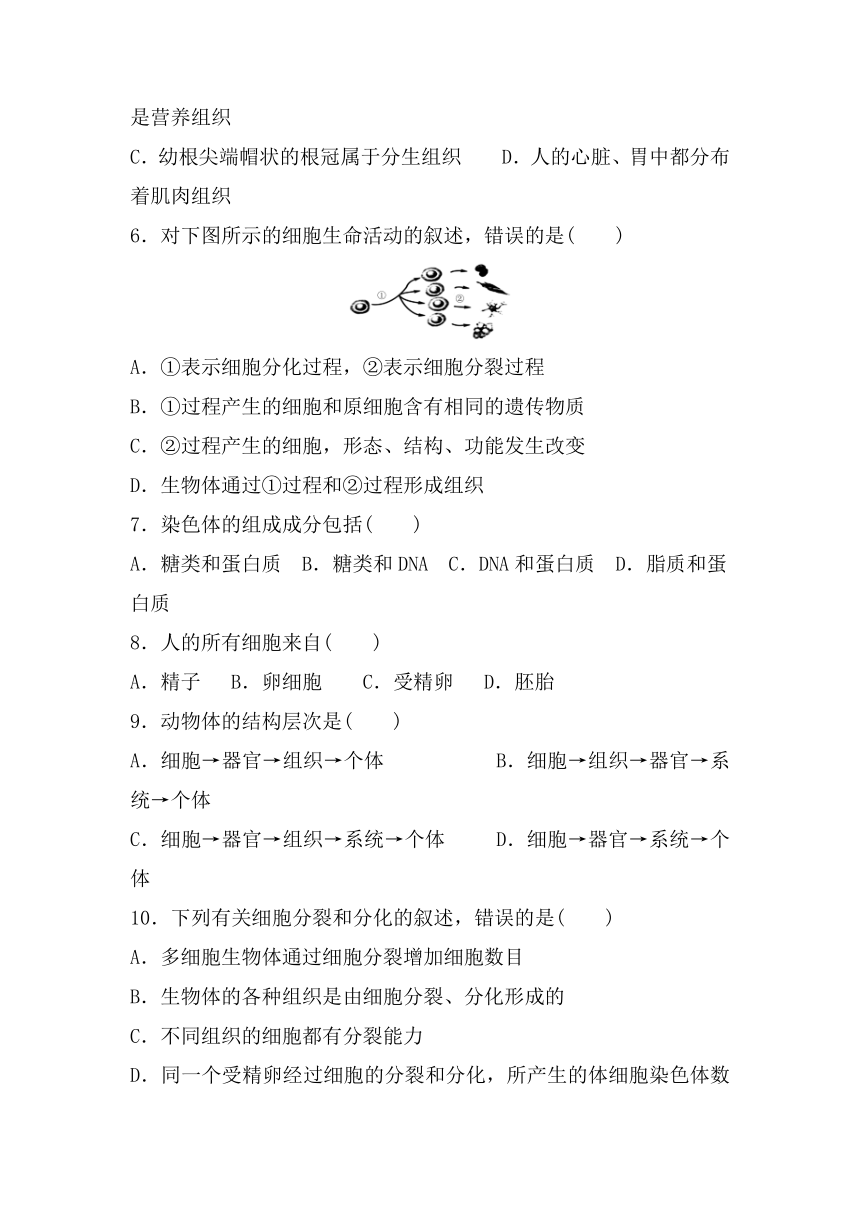 第二单元 第二章细胞怎样构成生物体 单元复习检测题(word版含答案） 2021-2022学年人教版七年级生物上册