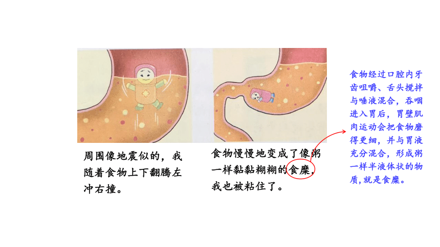 大象版（2017秋） 四年级上册5.3 胃中“奇遇记”（含练习） 课件(共15张PPT)