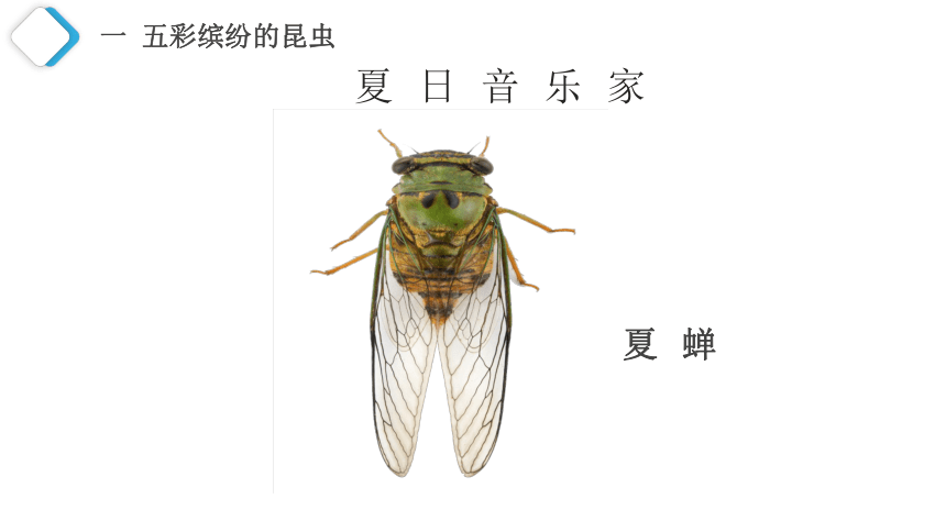 5.12.2 昆虫课件（(共28张PPT)）苏科版 七年级下册