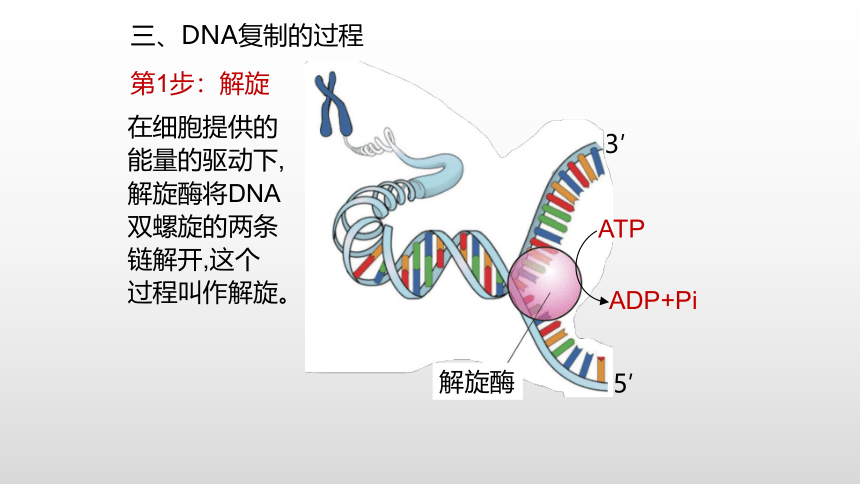 生物人教版（2019）必修2 3.3DNA的复制课件（共36张PPT）