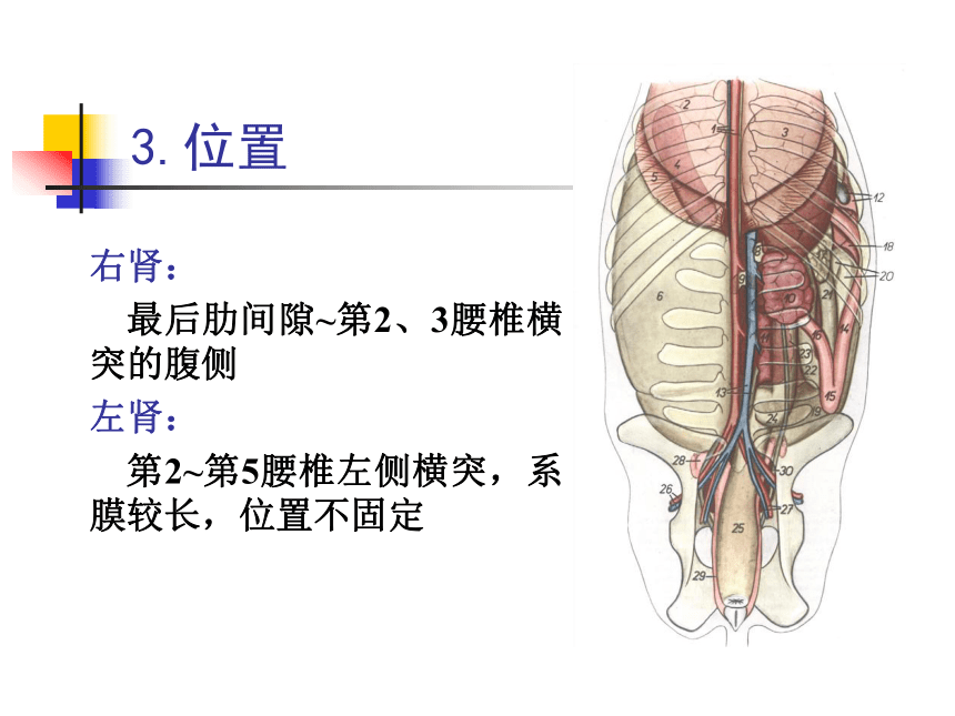 7.泌尿系统  课件(共55张PPT) - 《畜禽解剖生理学》同步教学（高教版）