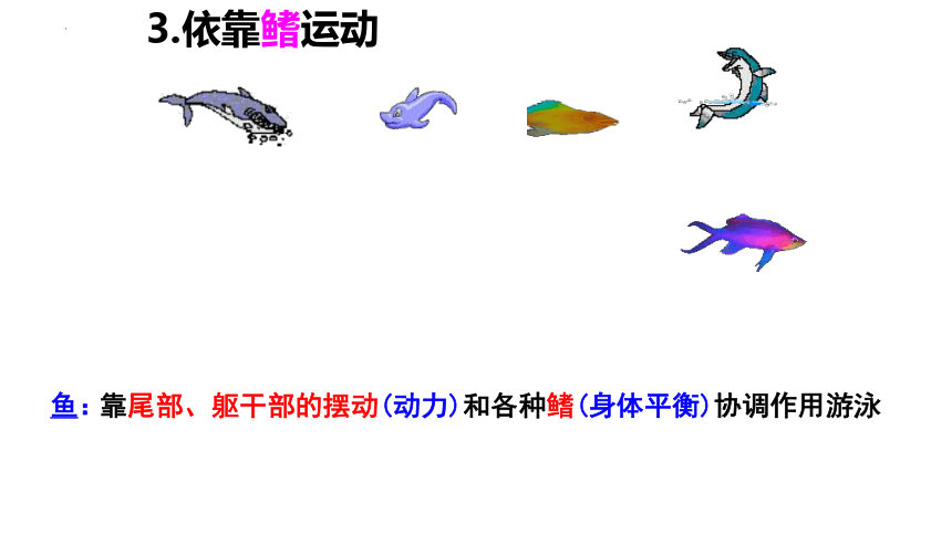 5.15.1 动物运动的方式 课件(共40张PPT＋内嵌视频1个)北师大版生物八年级上册