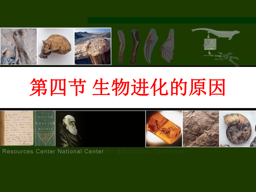 2020--2021学年济南版八年级下册5.1.4  生物进化的原因 课件(28张PPT)