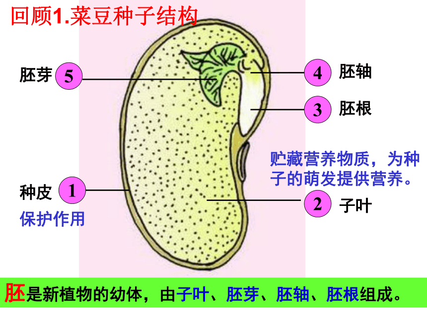 3.2.1种子的萌发课件(共22张PPT)2022--2023学年人教版生物七年级上册