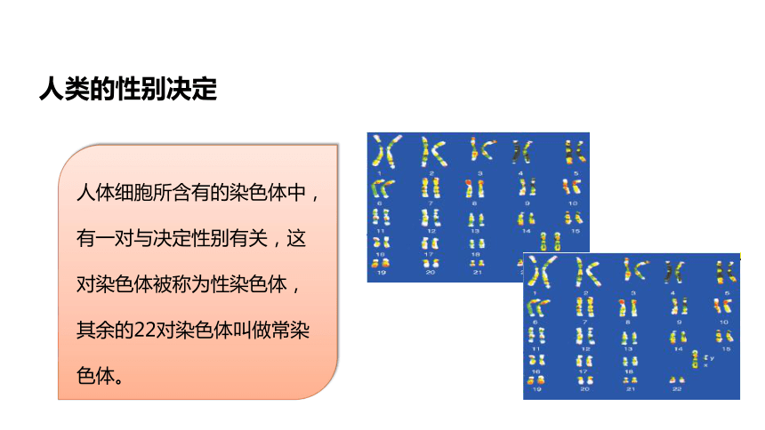 第4单元第4章第3节《人类染色体与性别决定》课件(共15张PPT)