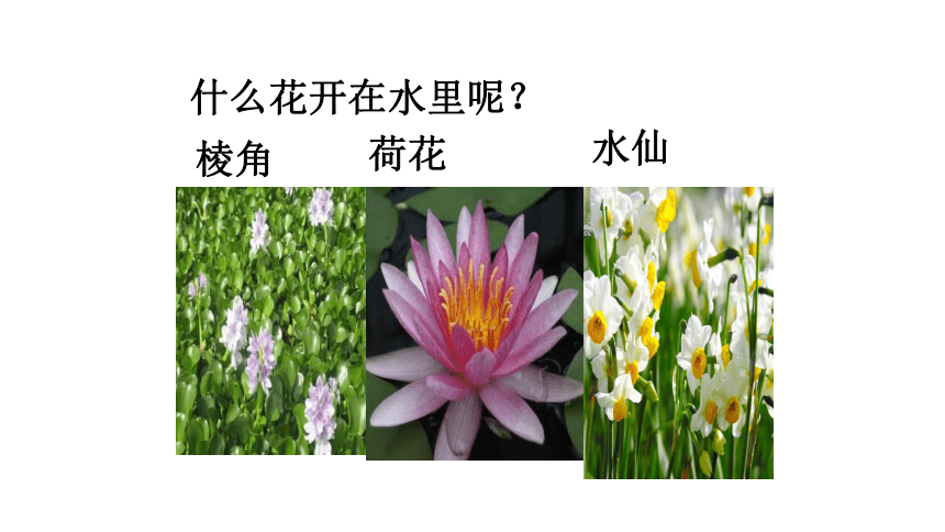 沪教版三年级上册课件对鲜花 (共11张PPT)
