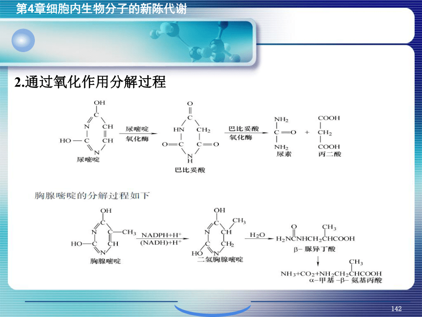 4.细胞内生物分子的新陈代谢_5 课件(共62张PPT）- 《环境生物化学》同步教学（机工版·2020）