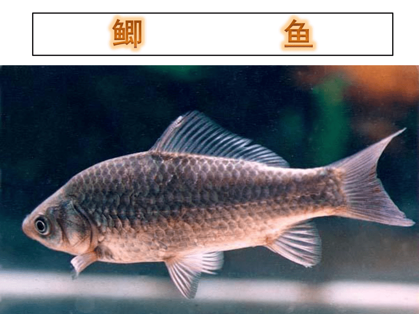 4.2动物 （一）常见的脊椎动物类群 鱼类、两栖类课件(共47张PPT)2022--2023学年沪教版第二册八年级生物