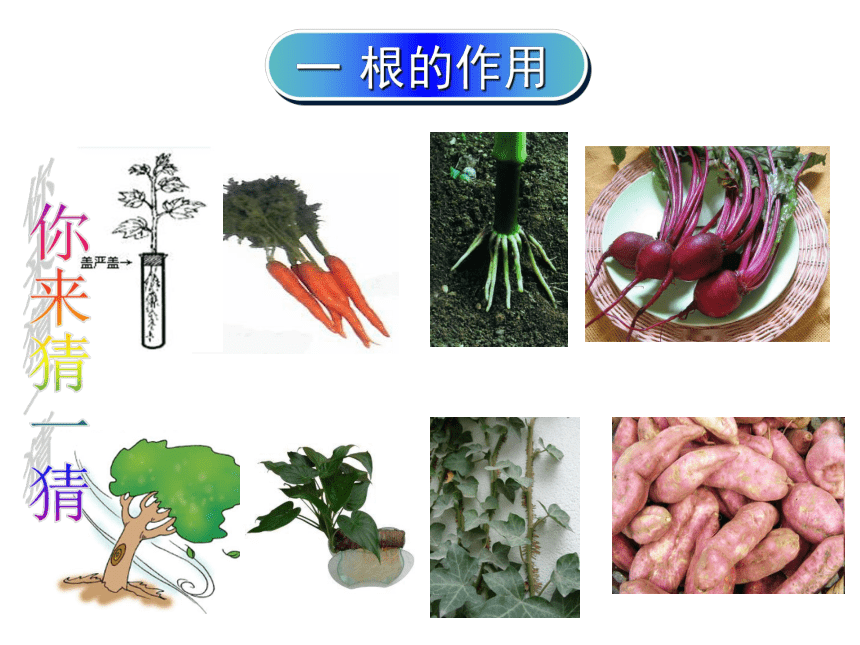 苏教版七年级生物上册 第五章 第二节 植物根的生长(2)（课件）(共24张PPT)