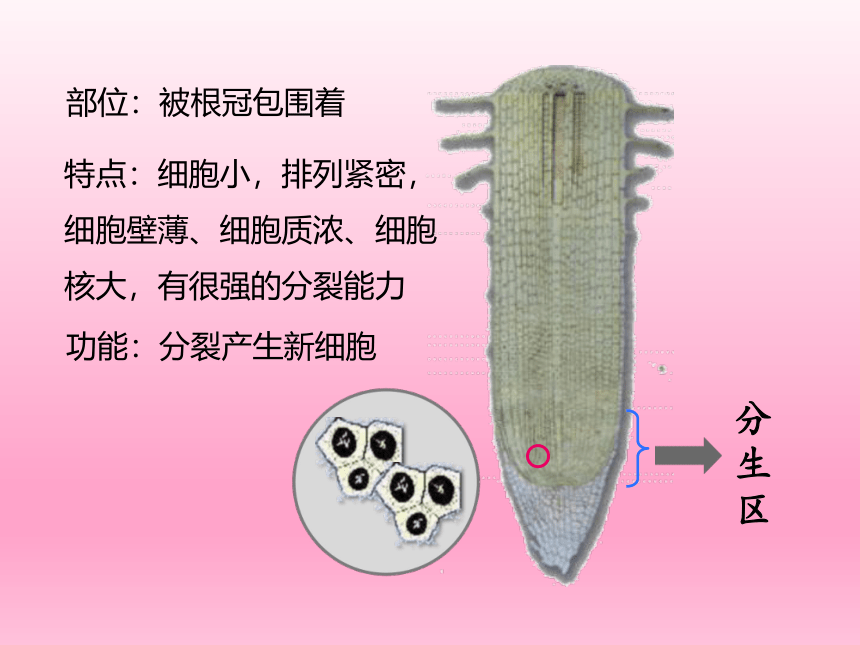 人教版七年级生物上册 3.2.2植株的生长课件(共38张PPT)