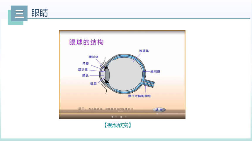 5.4眼睛和眼镜 课件(共31张PPT)2023-2024学年人教版物理八年级上册