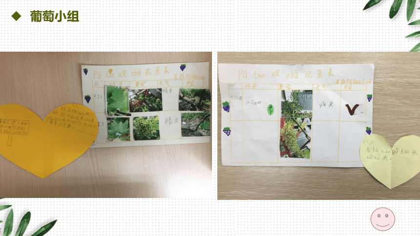 沪教版（2015）二年级下册科学2 身边的植物 （课件30张ppt）