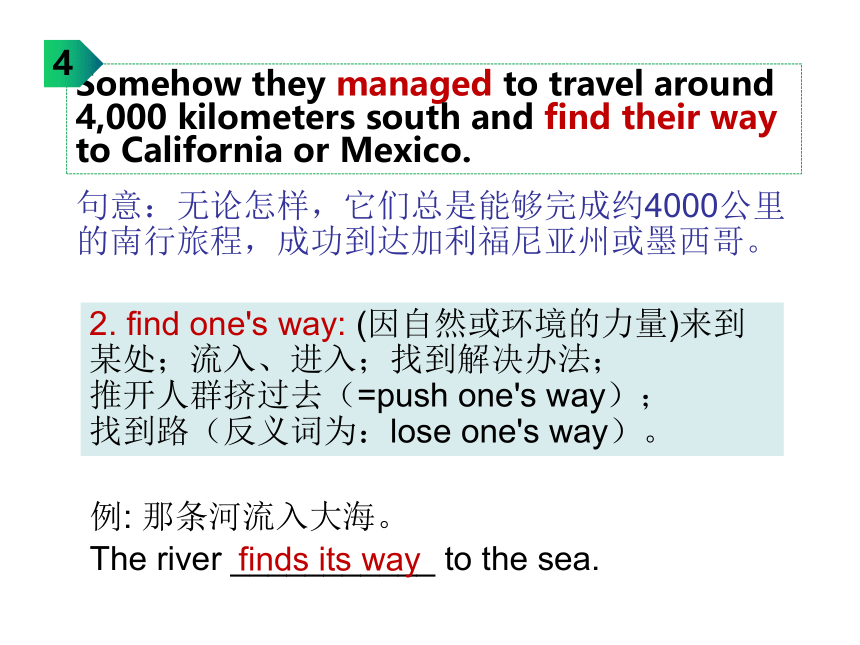 外研版（2019）  必修第一册  Unit 5 Into the Wild Understanding ideas 知识点课件-(23张ppt)