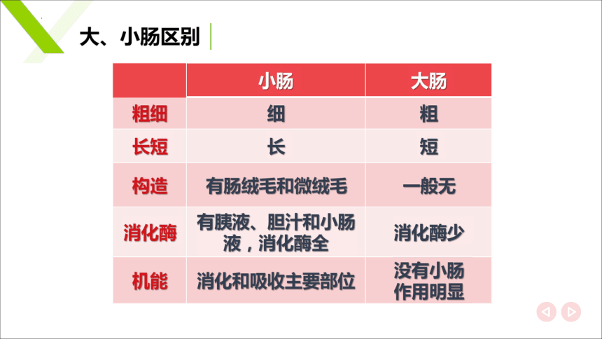 2.4肠 课件(共20张PPT)《畜禽解剖生理》同步教学（中国轻工业出版社）