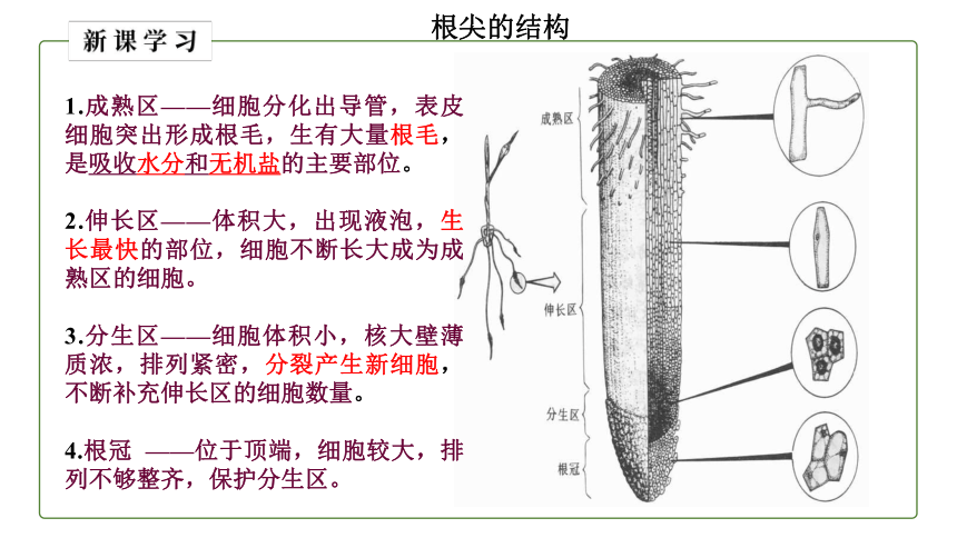 2021--2022学年人教版生物七年级上册_3.2.2 植株的生长 课件（24张PPT）