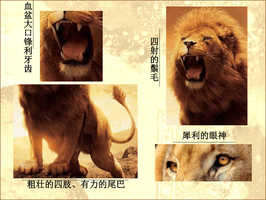 三年级上册美术课件-第11课  大狮子丨浙美版（2012）（16ppt）