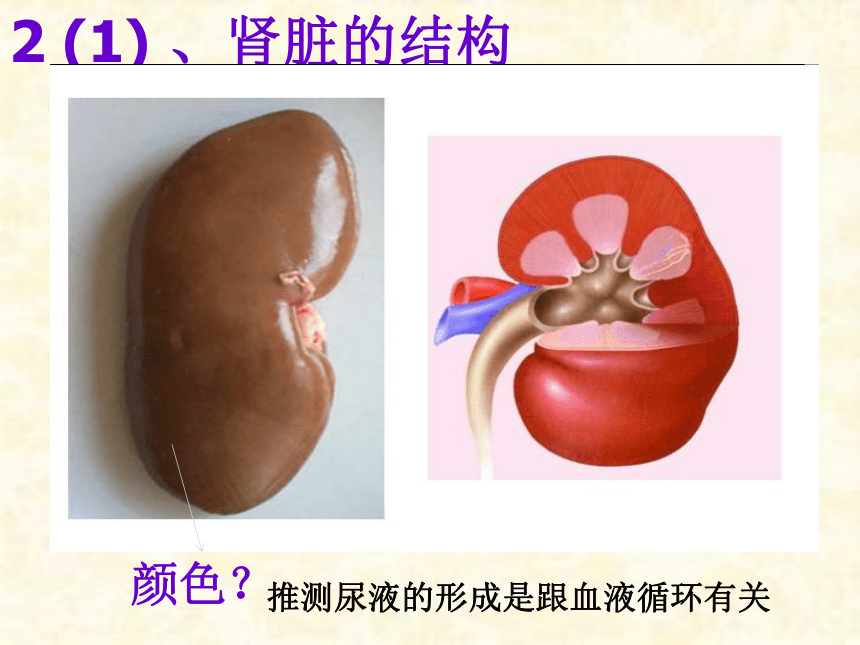 人教版初中生物七年级下册第四单元第五章  人体内废物的排出  课件（37张PPT）