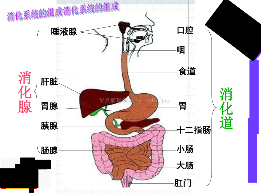 2.1.2.2 食物在胃肠内消化 课件  2020-2021学年冀少版生物七年级下册（20张PPT）