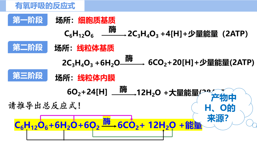 5.3细胞呼吸的原理及应用（第2课时）（课件共22张PPT）