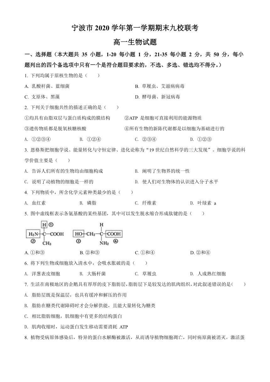 浙江省宁波市九校2020-2021学年高一上学期期末联考生物试卷     含解析