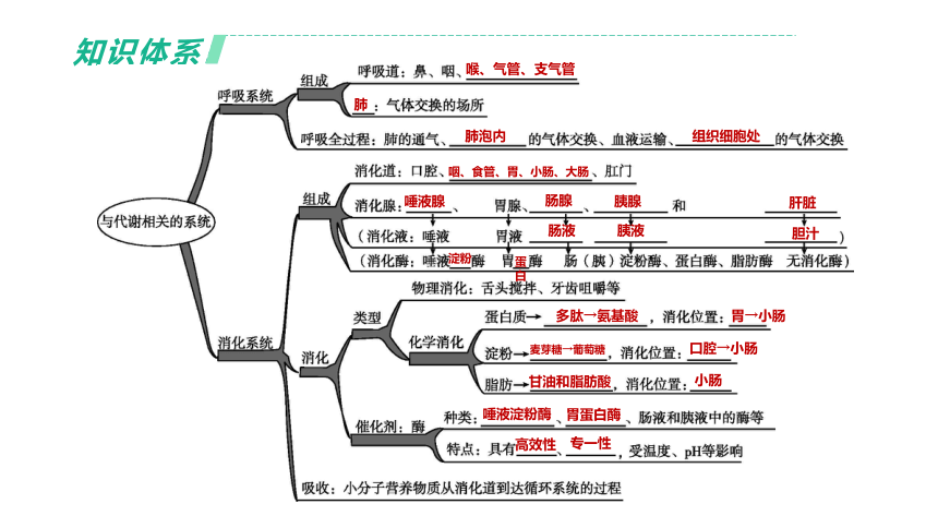 2022年浙江省中考科学一轮复习 第06课时　与人体代谢相关的系统-呼吸和消化（课件 43张PPT）