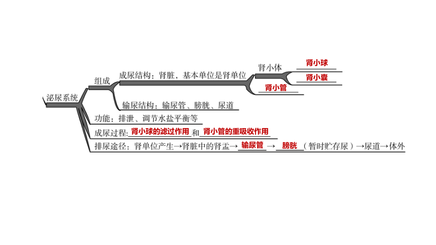 2022年浙江省中考科学一轮复习 第07课时　与人体代谢相关的系统-循环和泌尿（课件 54张PPT）