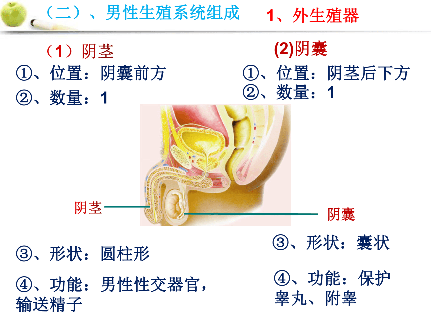 2021--2022学年济南版八年级上册 4.3.1婴儿的诞生课件（共42张PPT ）