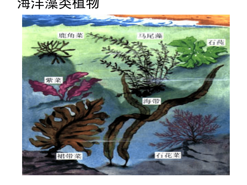 苏教版八年级生物上册 14.1 五彩缤纷的植物世界 课件(共43张PPT)
