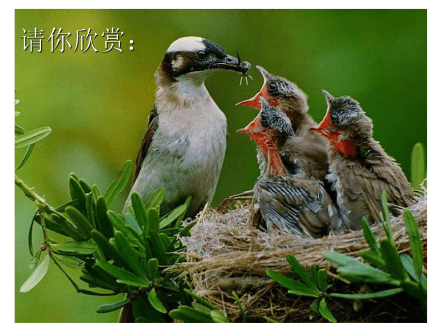 第三节 鸟的生殖和发育 课件（30张PPT）