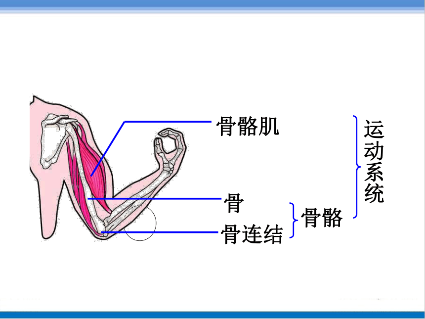 济南版七年级生物上册 2.2.3《动物的运动》课件（20张ppt）