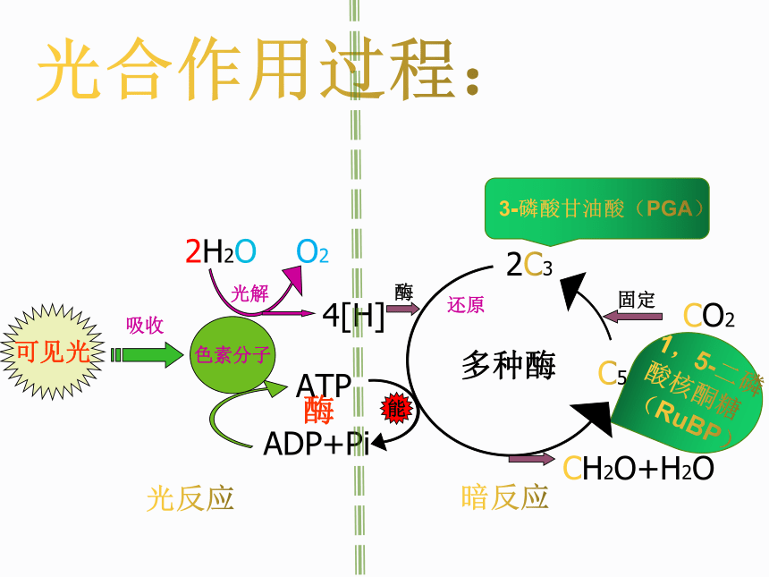 2021-2022学年高一上学期生物人教版必修1  5.4光合作用的原理课件（21张ppt）