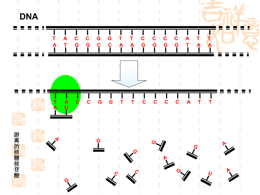 苏教版高中生物必修2第2章第三节《基因控制蛋白质的合成》微课教学课件(共37张PPT)