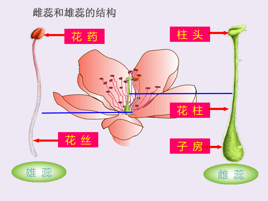 2022--2023学年北师大版生物七年级上册3.6.3生殖器官的生长课件(共26张PPT)