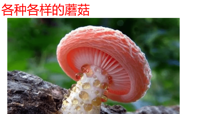 青岛版（六三制2017秋） 六年级上册2.5.蘑菇和木耳（ 课件 (共28张PPT)
