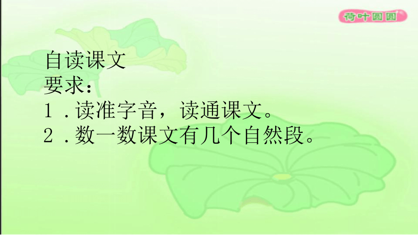 13.《荷叶圆圆》   课件（共20张PPT）